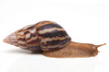 Limicolaria flammea Ghana adult, 6cm, import